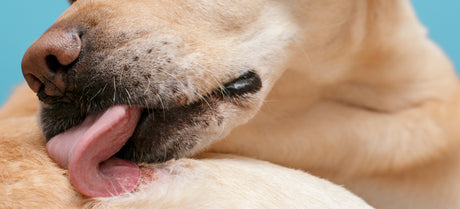 Hjælp din hund med allergi - Få gode råd med Astma Allergi Shoppen