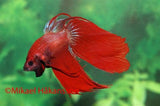 Kampfisk, betta splendens