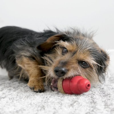 Hunden kynger på en rød Kong Godbid med kylling, til Kong Original Kong - Extreme MARATHON 2-PAK legetøj.