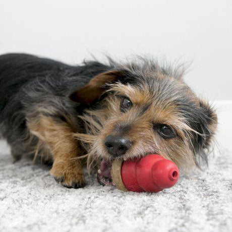 En lille sort og brun hund, der tygger på et rødt Kong Godbid med peanutbutter-legetøj.