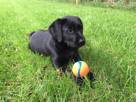 En sort labrador-hvalp lægger sig i græsset med en Chuckit Ultra Ball.