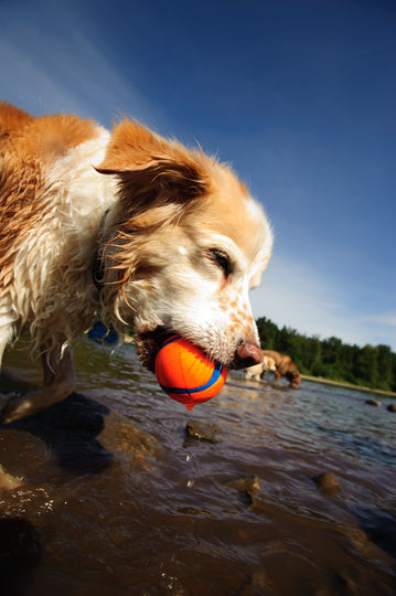 En hund leger med Chuckit Ultra Ball (meget stærk gummi) - Små 2-pak boldene (bolde) i vandet.