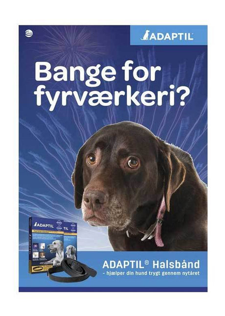 En hund med et D.A.P halsbånd (bandana) for beroligende effekter.