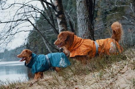 To hunde iført Hurtta vandtætte regnfrakker nær en reflekterende sø.