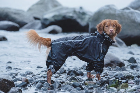 En hund i en Hurtta-regndragt, der står på sten.